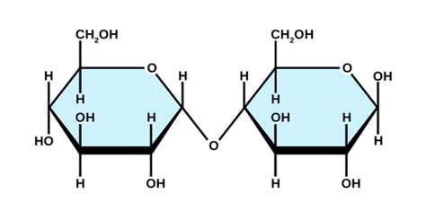 Maltose - Labster