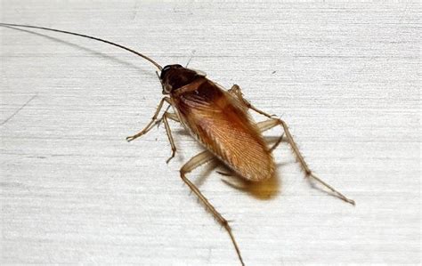 Blog - German Cockroaches In Savannah: What You Should Know