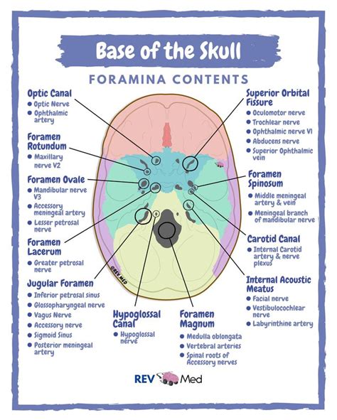 Foramen Ovale Skull