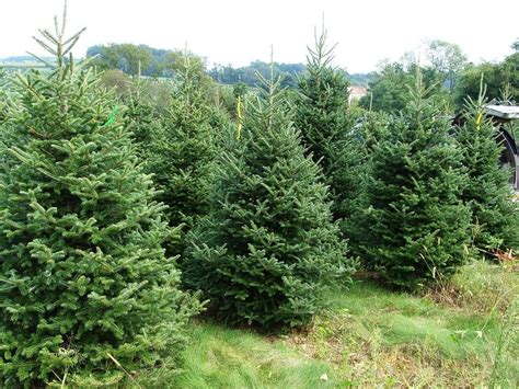 Where to Get Real Christmas Trees Brisbane | Families Magazine