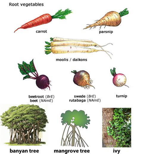 Roots learning about fibrous tap roots English words