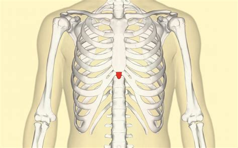 Chest Bone Ribs Lung Heart Xiphoid Process Sternum An - vrogue.co