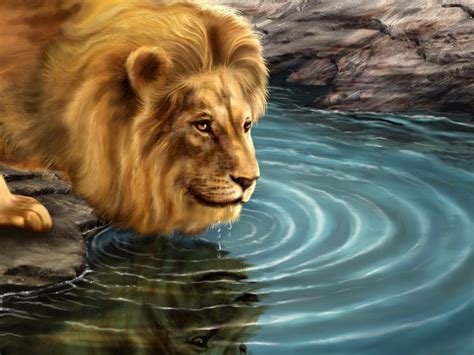 Lion Drinking Water 1280 x 960 Wallpaper