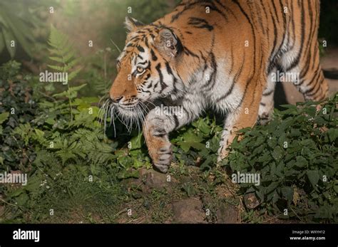 Amur Siberian Tiger Panthera Tigris High Resolution Stock Photography and Images - Alamy