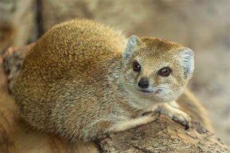 Yellow Mongoose Free Stock Photo - Public Domain Pictures