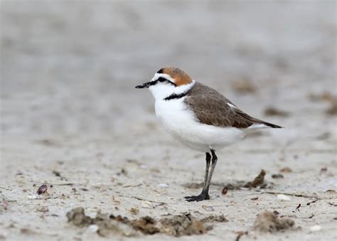 Premium Photo | The male of a Kentish plover stands in the breeding plumage standing on the sand ...