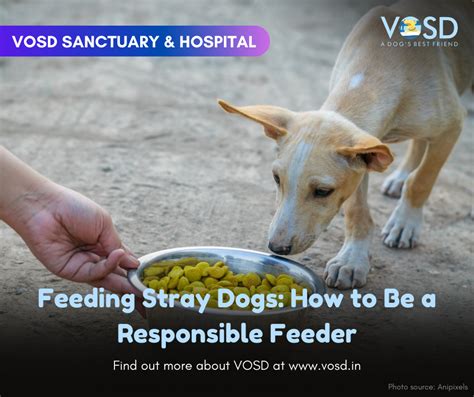 Feeding Stray Dogs: How to Be a Responsible Feeder – VOSD