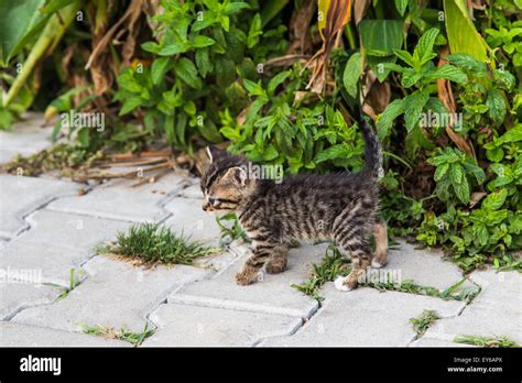 kittens in the garden Stock Photo - Alamy