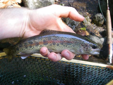 Native Trout Fly Fishing: Coastal Rainbow Trout