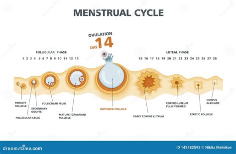 Ovulation Cycle Chart Printable