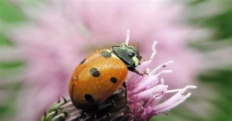 How to Make a Ladybug Habitat | Ladybug house, How to make and House