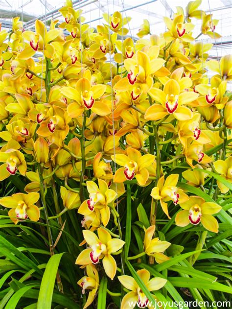 A Bounty of Beautiful Cymbidium Orchids