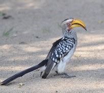 Spectacular Kruger Birds - Kruger National Park Guide