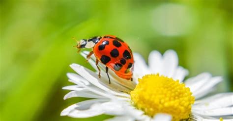 What do ladybugs eat and drink?