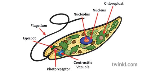 protist cell diagram labeled science secondary Illustration - Twinkl