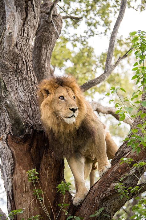 The Okavango Delta Part II with Sanctuary Retreats' Chief's Camp ...