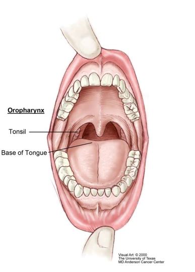 Oropharyngeal Cancer and the Human Papillomavirus (HPV) | Cooper University Health Care