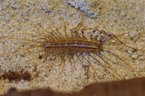 Sink Bugs, Bathtub Bugs, Eyelash Bugs, or House Centipedes? | Natural History Museum