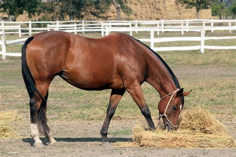 Type 1 PSSM in Horses: Genetic Cause, Symptoms, & Management | Mad Barn