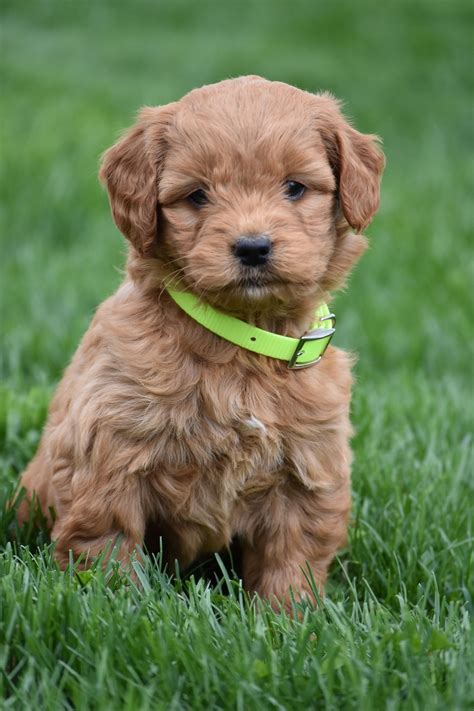 Pin by Starwars Girl on Cute Animals | Mini goldendoodle puppies, Goldendoodle puppy, Cute animals