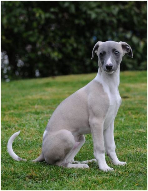 Whippet - Puppies, Pictures, Facts, Rescue, Temperament, Breeders | Animals Breeds