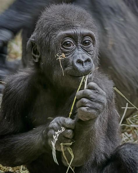 Baby Western Lowland Gorilla at The Buffalo Zoo