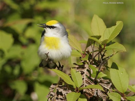 Blue-winged / Golden-winged warbler hybrids in Michigan | paulrossibirds