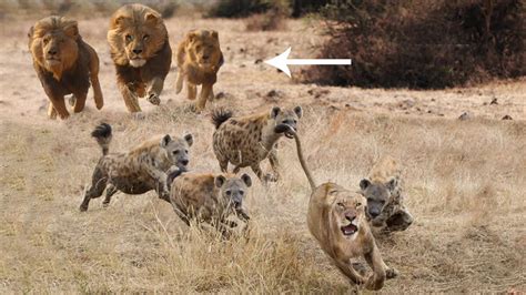 Male Lion Vs Hyena