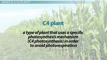 C4 Plants | Definition, Photosynthesis & Examples - Lesson | Study.com