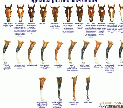 the horse's face and leg markings are shown in this chart, which shows how to