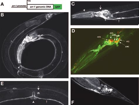 ARR-1::GFP is expressed in the nervous system. A, schematic diagram of... | Download Scientific ...