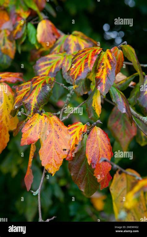 Parrotia persica 'Vanessa' Stock Photo - Alamy