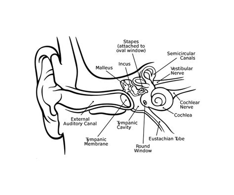 Inner Ear Drawing at GetDrawings | Free download