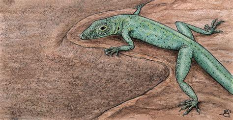 Exceptional Jurassic fossil lizard sheds light on early lizard ...