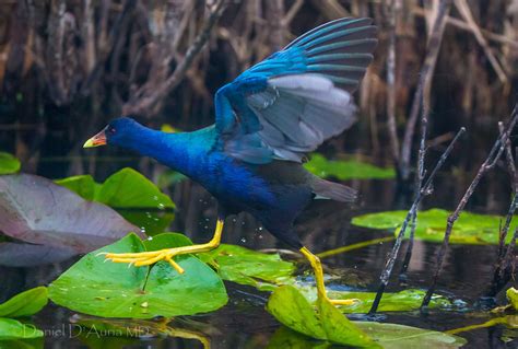 Feat of Feet 9865 | The Purple Gallinule's apparent ability … | Flickr