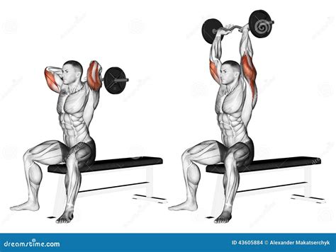 Exercising. Extension Arms with Curved Barbell Fro Stock Illustration - Illustration of sport ...