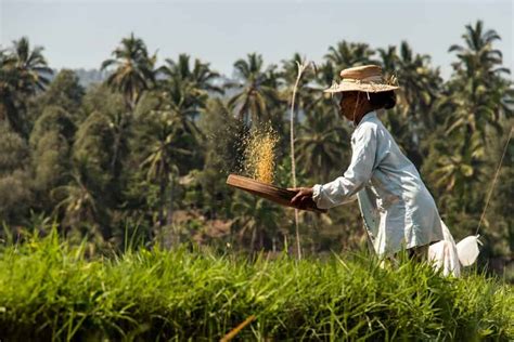 Bali Rice Fields – Dreamy Bali Rice Terraces that Will Take Your Breath ...