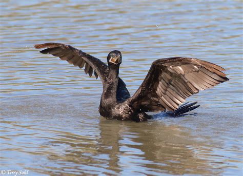 Neotropic Cormorant - Phalacrocorax brasilianus