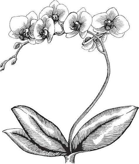 Black And White Orchids Illustrations, Royalty-Free Vector Graphics & Clip Art - iStock