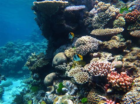 Scientists successfully transplant coral into the devastated Great Barrier Reef