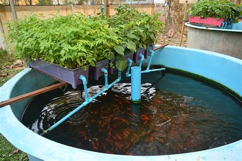 15 DIY Aquaponic Plans You Can Actually Build | Trees.com