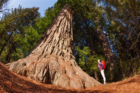 A Guide to Redwood National Park | RVshare.com