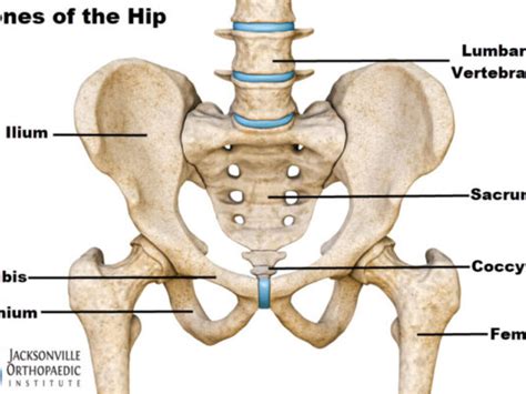 Hip Bone Labeled