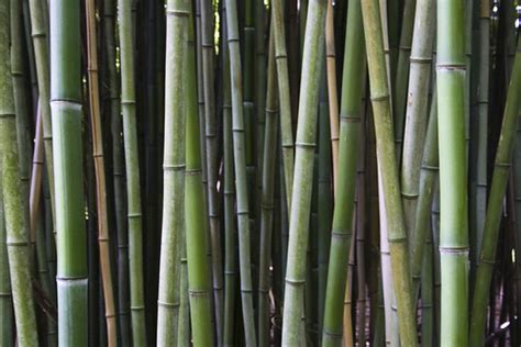 Bamboo | Bamboo Forest at the Nature Center in Chattanooga T… | Flickr