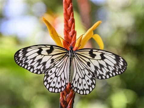 Butterflies evolved from moths about 100 million years ago in North America : NPR