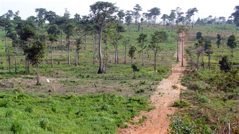 Landscape restoration of indigenous forest in Ghana - DOB Ecology