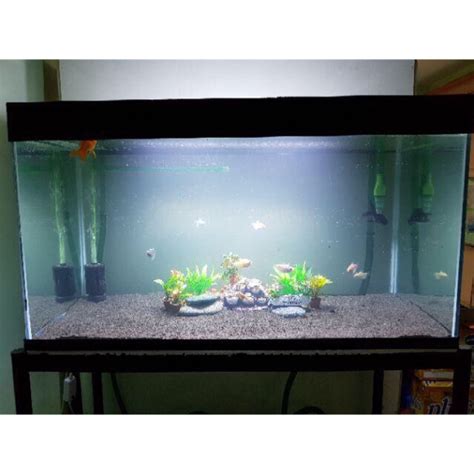 50 Gallon Aquarium For Sale Philippines - Aquarium Views