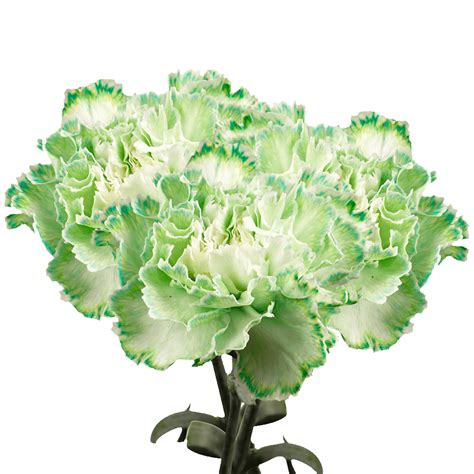 Long Stem Green Carnations | GlobalRose