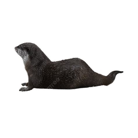 Natural Wild Otter, Carnivores, Otter, Asia PNG Transparent Image and Clipart for Free Download