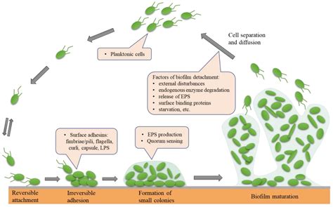 Molecules | Free Full-Text | Biofilm Formation and Control of Foodborne ...